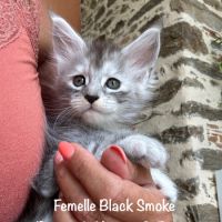 Superbes maine coon femelle black smoke loof #2