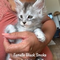 Superbes maine coon femelle black smoke loof #3