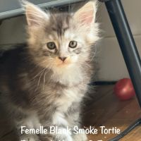 Superbes maine coon femelle black smoke loof #4