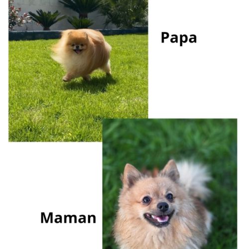 Chiot spitz disponible #1