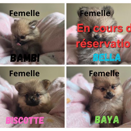 Chiot spitz disponible #0