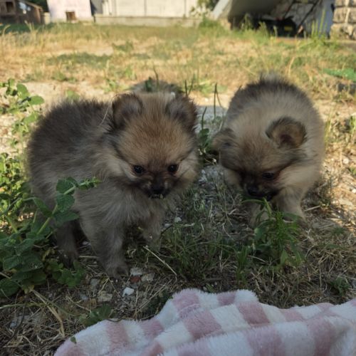 Chiot spitz disponible #3