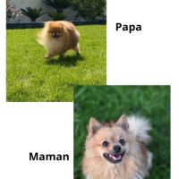 Chiot spitz disponible #1