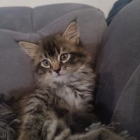 Chaton sibérien loof