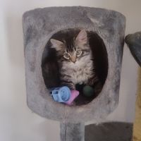 Chaton sibérien loof #2