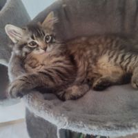 Chaton sibérien loof #3