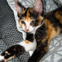 Chatonne zena