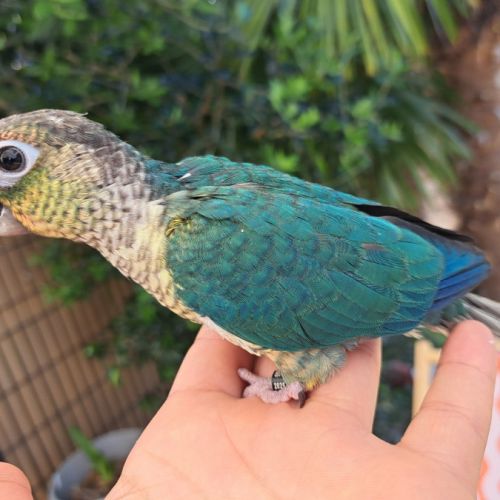 Magnifiques conures bleues eam