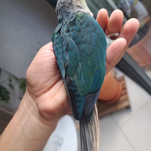Magnifiques conures bleues eam #2