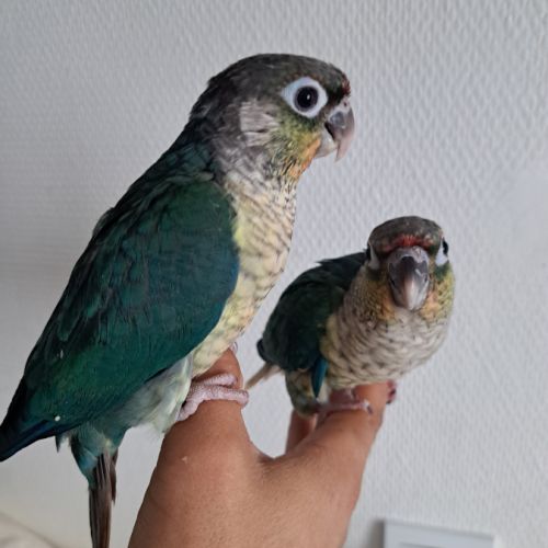 Magnifiques conures bleues eam #4