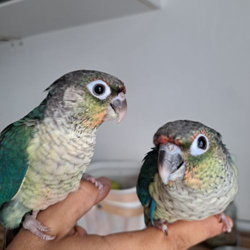 Magnifiques conures bleues eam #5