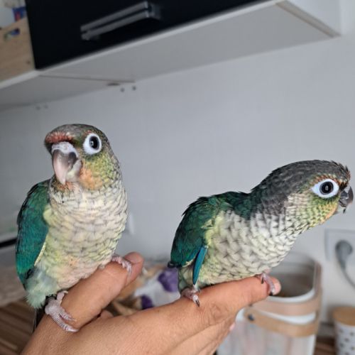 Magnifiques conures bleues eam #6