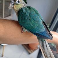 Magnifiques conures bleues eam #3