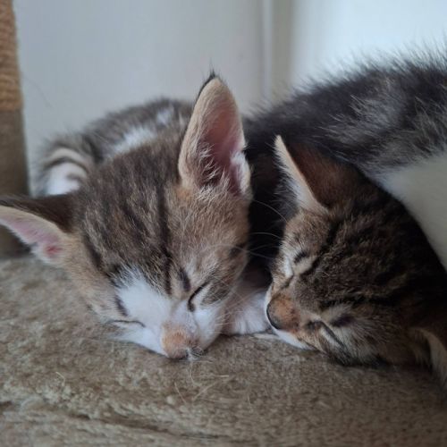 Paris et tokyo, duo à l'adoption #1