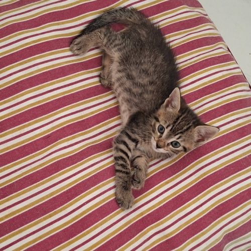 Paris et tokyo, duo à l'adoption #2