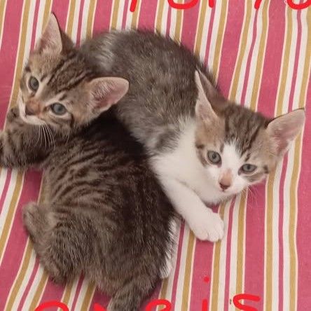 Paris et tokyo, duo à l'adoption #0
