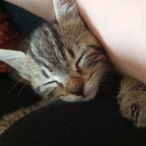 Paris et tokyo, duo à l'adoption #5