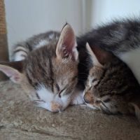 Paris et tokyo, duo à l'adoption #1