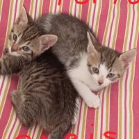 Paris et tokyo, duo à l'adoption
