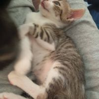 Paris et tokyo, duo à l'adoption #4