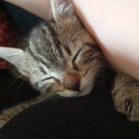 Paris et tokyo, duo à l'adoption #5