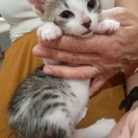 Paris et tokyo, duo à l'adoption #6