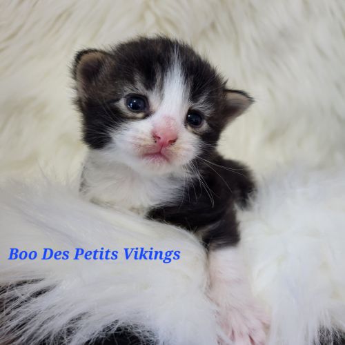Portée chatons norvégiens loof #1