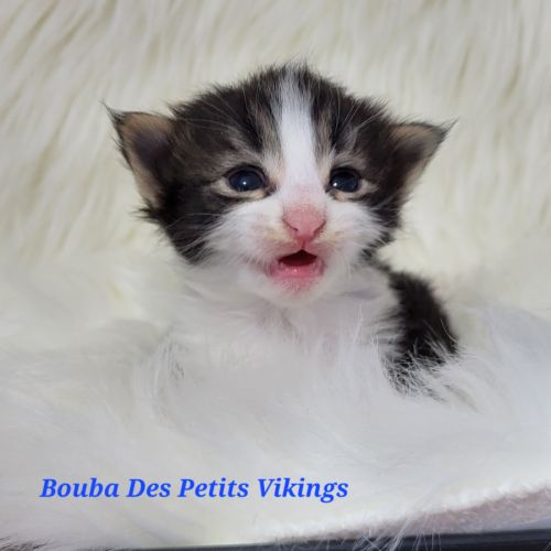 Portée chatons norvégiens loof
