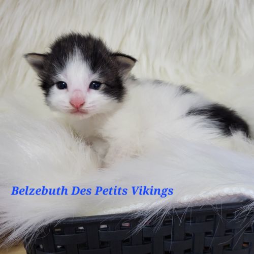 Portée chatons norvégiens loof #3