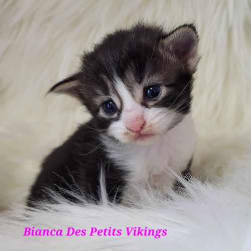 Portée chatons norvégiens loof #4