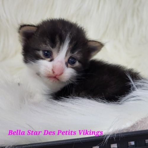 Portée chatons norvégiens loof #5