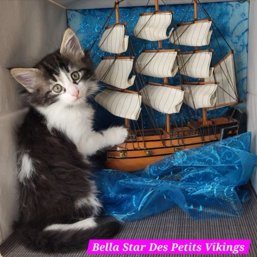 Portée chatons norvégiens loof