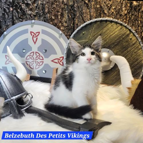 Portée chatons norvégiens loof