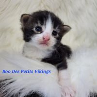 Portée chatons norvégiens loof #1