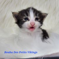 Portée chatons norvégiens loof