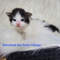 Portée chatons norvégiens loof #3