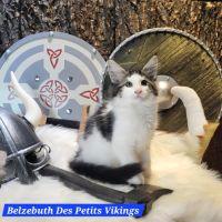 Portée chatons norvégiens loof
