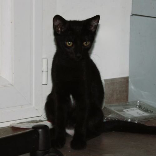 Blizzard, adorable chaton à l'adoption #3