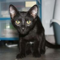 Blizzard, adorable chaton à l'adoption