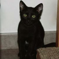 Blizzard, adorable chaton à l'adoption #2
