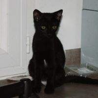 Blizzard, adorable chaton à l'adoption #3