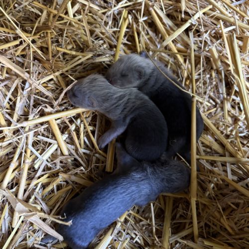 À adopter furets #1