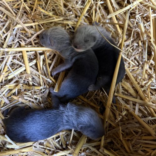 À adopter furets #2