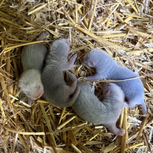 À adopter furets #3
