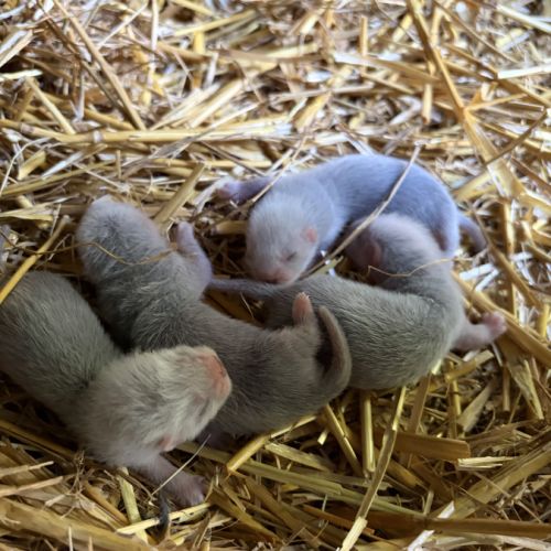 À adopter furets #4