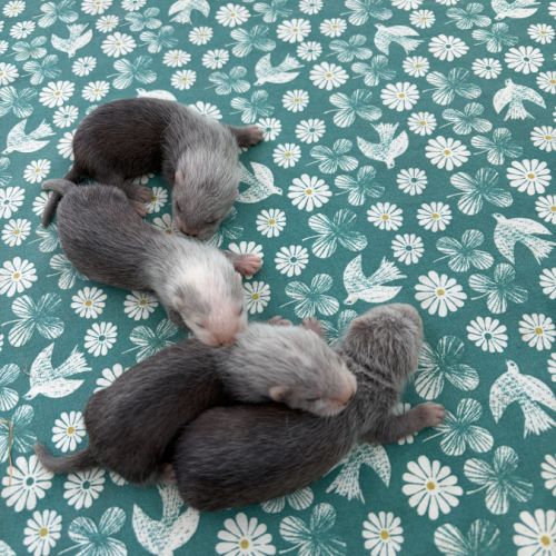 À adopter furets #5
