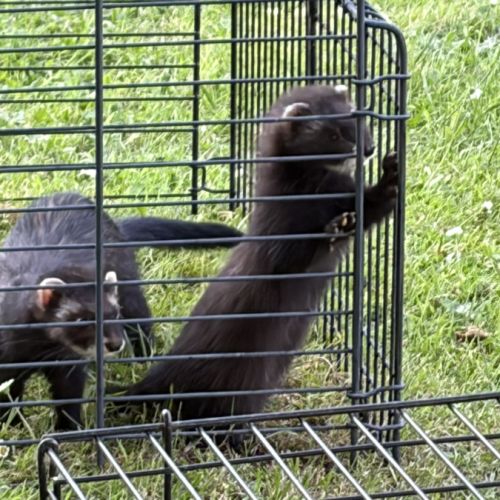 À adopter furets