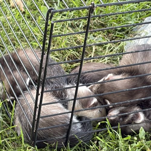 À adopter furets #13