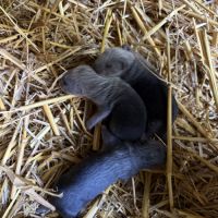 À adopter furets #1