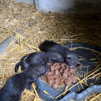 À adopter furets #6